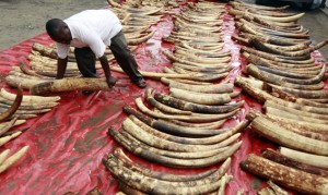 A plainclothes police officer arranges seized elephant tusks to be inspected at Makupa police station in Mombasa June 5, 2014. Kenyan authorities seized 228 whole elephant tusks and 74 others in pieces as they were being packed for export in the port city of Mombasa, police and wildlife officials said. REUTERS/Joseph Okanga (KENYA - Tags: ANIMALS CRIME LAW) - RTR3SBPA