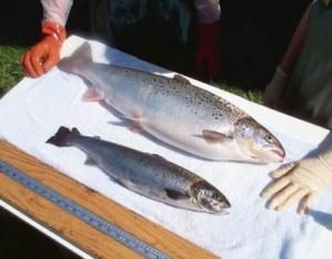 AquAdvantage-salmon