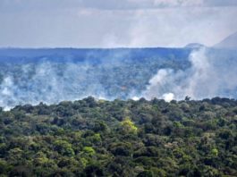 Green growth or green destruction?