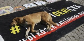 The Fight for Animal Liberation in Turkey