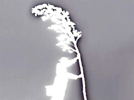 Contro Vento – Italy: About the stream, the experiencies of the masses, and the vanguard