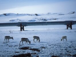 Alaska, the new mining frenzy of the Trump administration